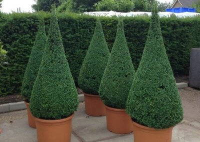 Topiary Trees